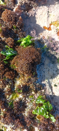 Image of Gelidium reptans by (c) Adele SL, some rights reserved (CC BY)