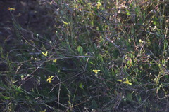 Osteospermum ciliatum