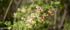 Weigela subsessilis