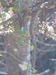Melicytus ramiflorus ramiflorus