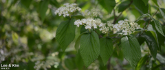 Viburnum erosum