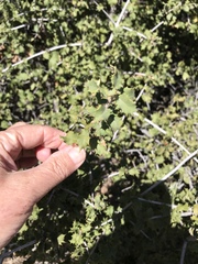 Quercus palmeri