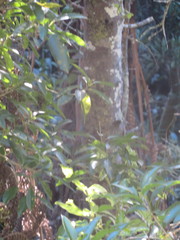 Melicytus ramiflorus ramiflorus