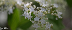 Viburnum erosum