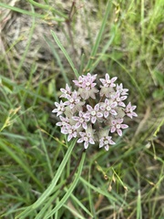 Asclepias michauxii image