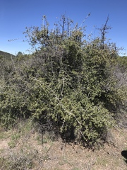 Quercus palmeri