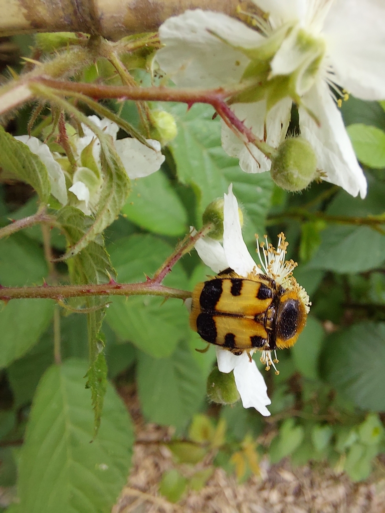 Trichius abdominalis