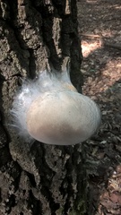 Agaricomycetes