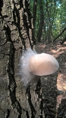 Agaricomycetes