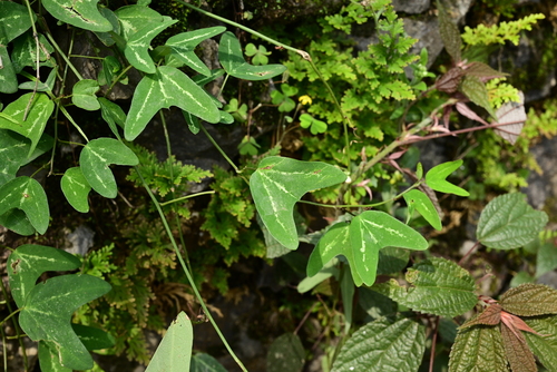 Passiflora cupiformis
