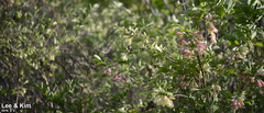Weigela subsessilis