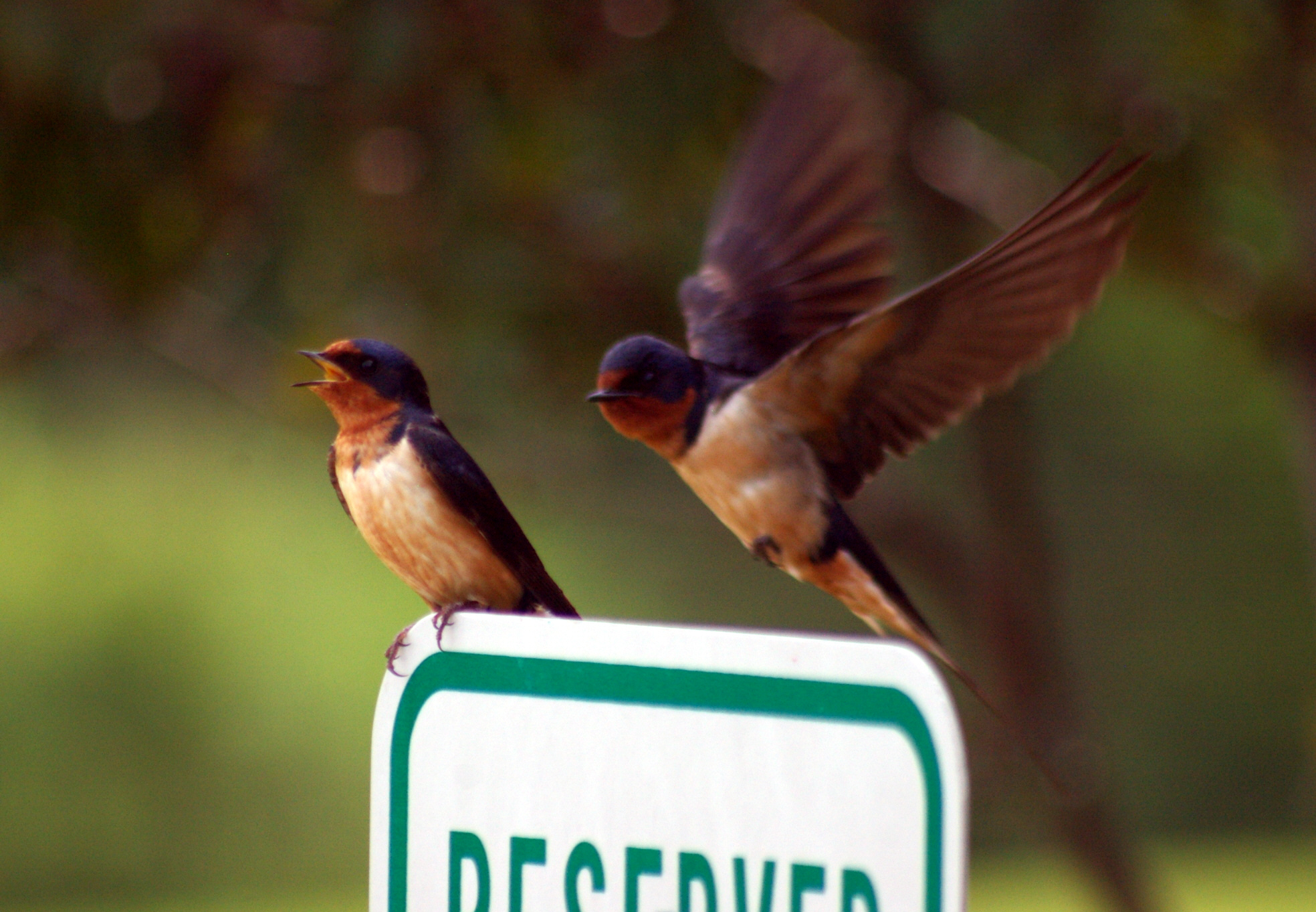 Barn Swallow