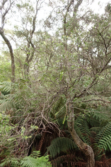 Melaleuca squarrosa