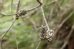 Melaleuca squarrosa