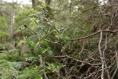 Melaleuca squarrosa