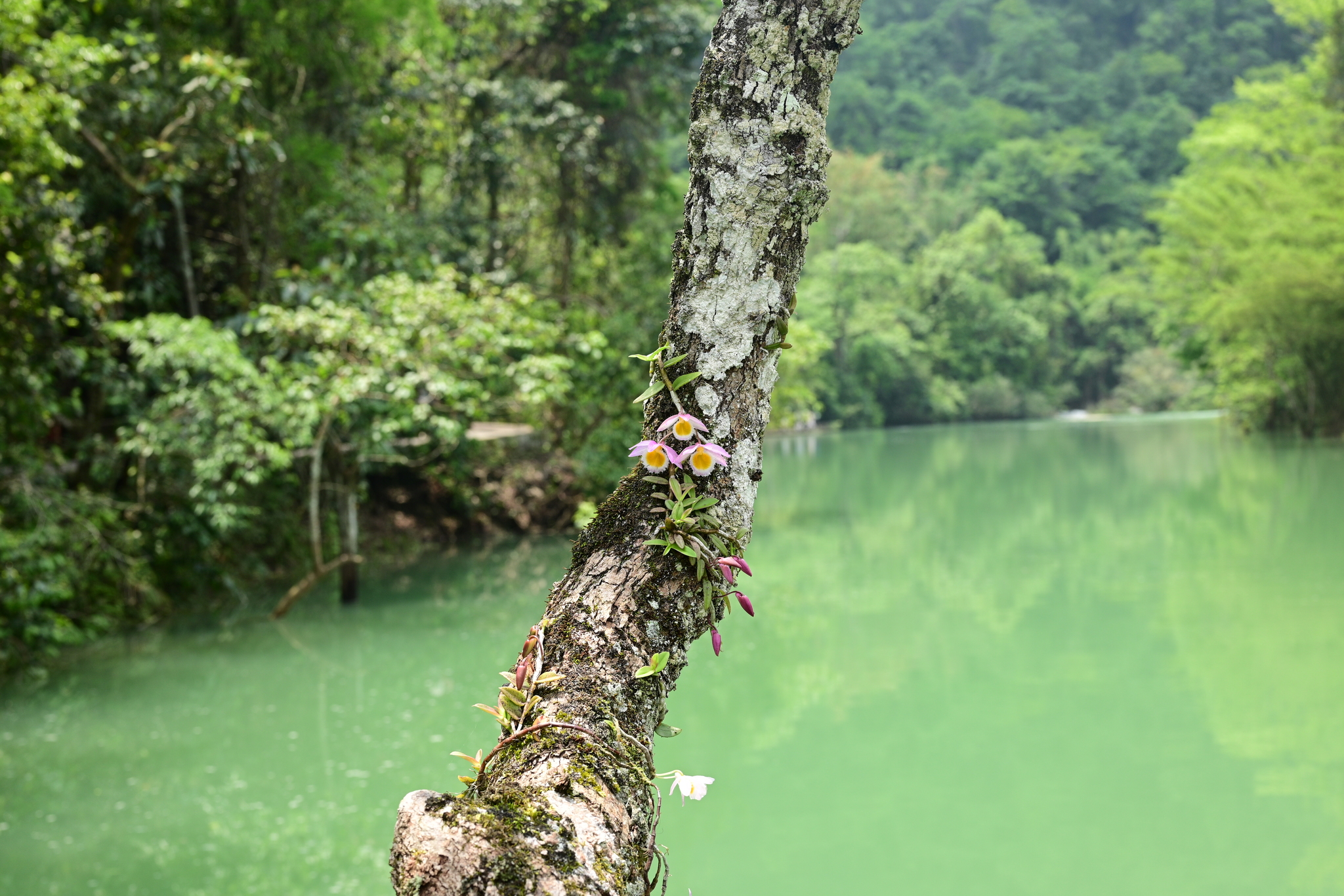 Imagem de Orquídea bambu