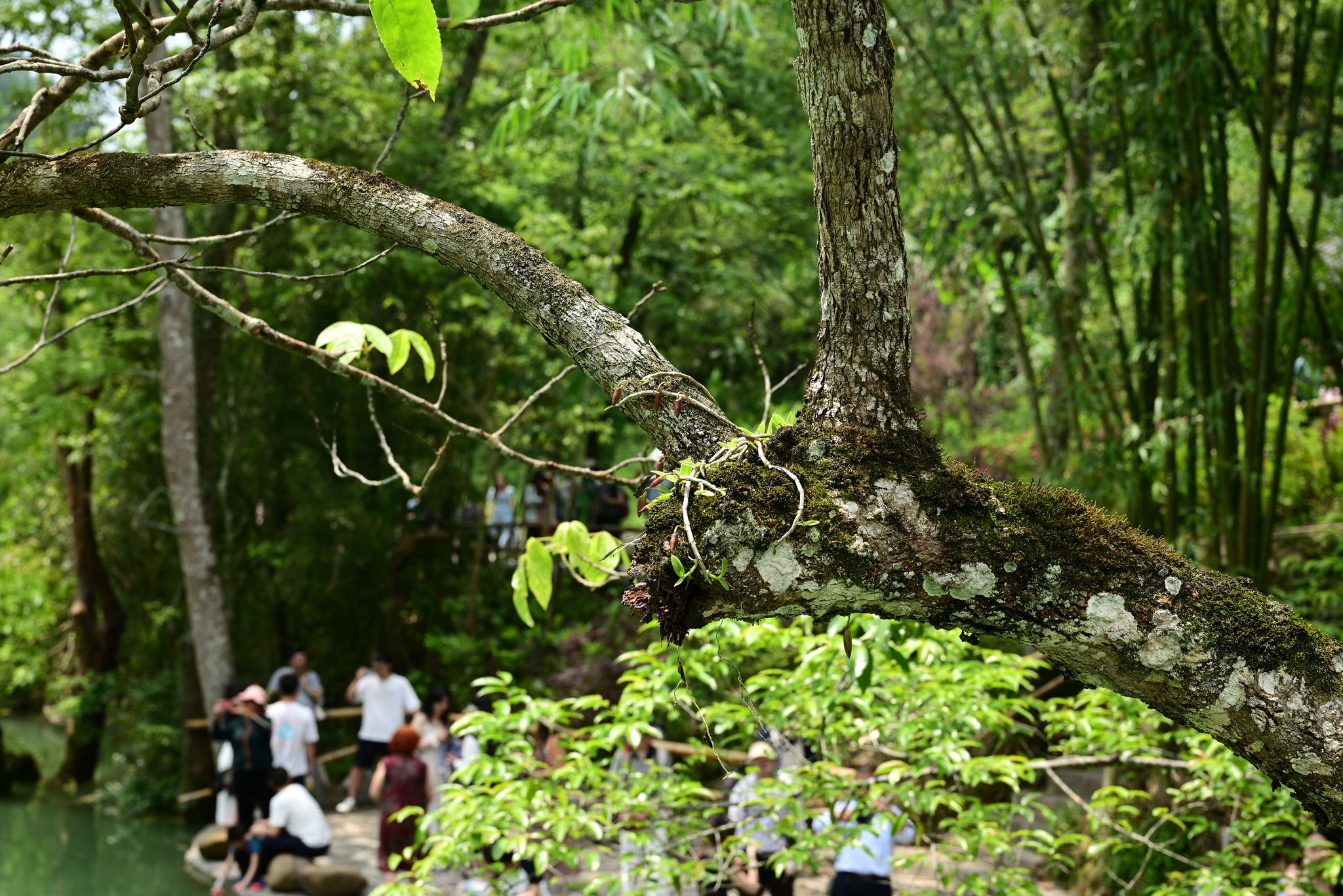 Imagem de Orquídea bambu