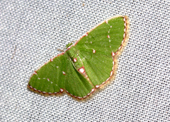 Argyrocosma inductaria