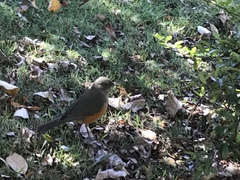Turdus rufiventris