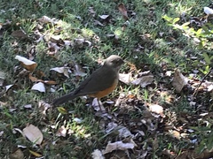Turdus rufiventris