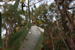 Eucalyptus willisii