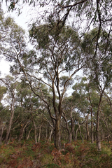 Eucalyptus willisii