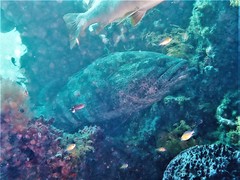 Epinephelus coioides