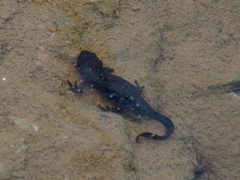 Cynops pyrrhogaster