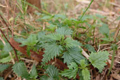 Urtica incisa