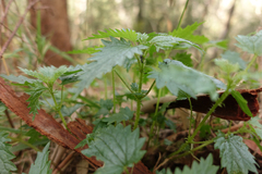 Urtica incisa