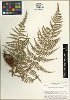Dryopteris patula