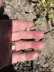 Plagiobothrys collinus fulvescens