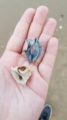Bufonaria rana