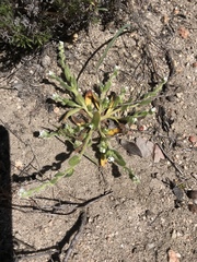 Plagiobothrys collinus fulvescens