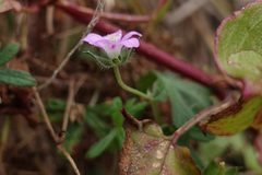 Geranium gardneri