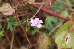 Geranium gardneri