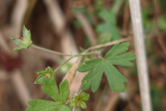Geranium gardneri