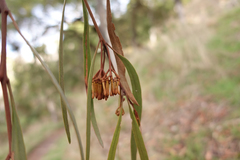 Amyema pendula pendula