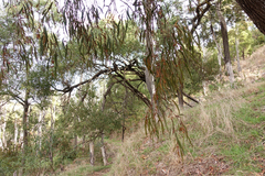 Amyema pendula pendula