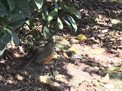 Turdus rufiventris