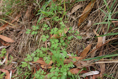 Fumaria muralis muralis