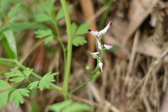 Fumaria muralis muralis