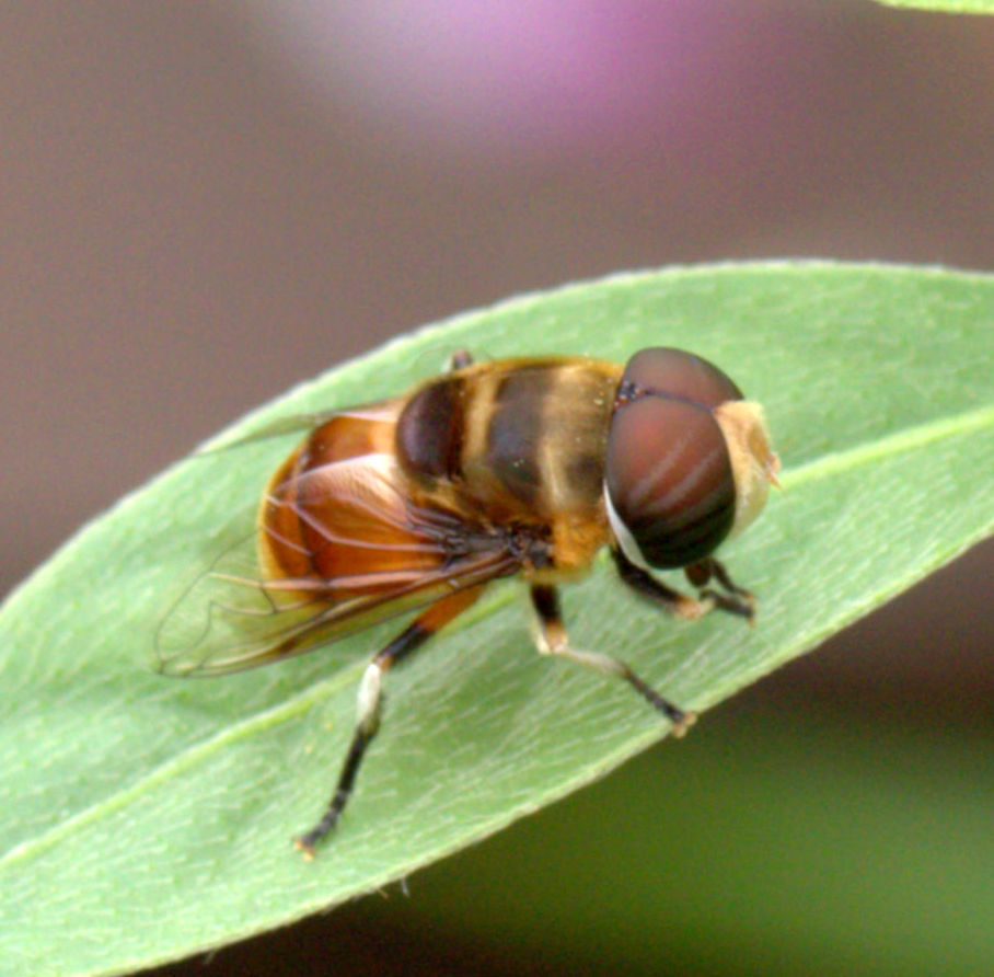 Phytomia errans