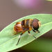 裸芒寬盾蚜蠅 - Photo 由 satish nikam 所上傳的 (c) satish nikam，保留部份權利CC BY-NC-SA
