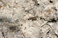 Cicindela sylvicola