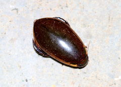 Cybister confusus