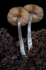 Bolbitius reticulatus
