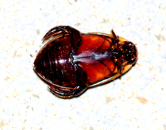 Cybister confusus