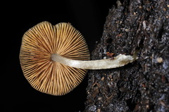 Bolbitius reticulatus