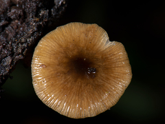 Bolbitius reticulatus